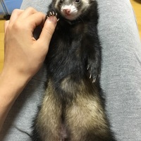 ルーク