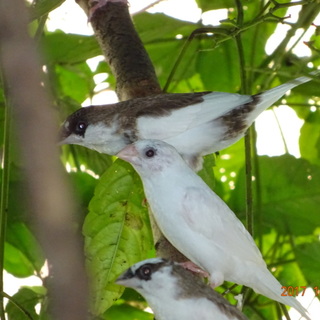 外飼いジュウシマツ