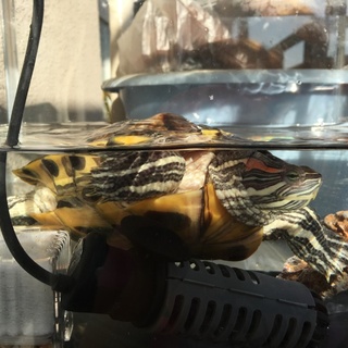 とっても元気なカメしゃんの里親になってください！