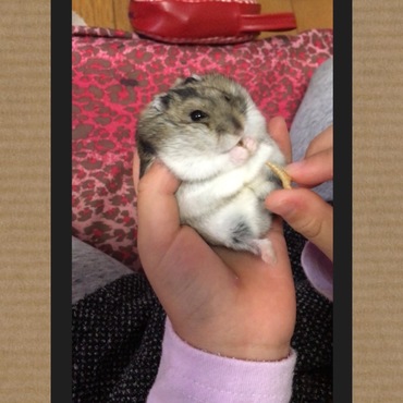 手の上でオヤツタイム♡