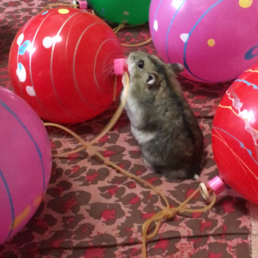 夏の思い出☆水風船とそらっち(*^^*)