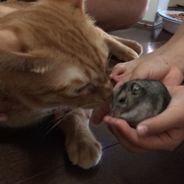 実家のにゃんこと初対面「虎太郎とそらくん」