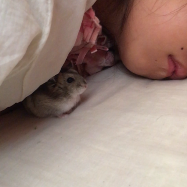 目覚ましハムスターそら「朝だよ起きて〜♡」