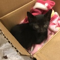 生後4週間、可愛い人懐っこい黒猫の女の子です。