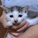 生後１ヶ月半の仔猫♂１匹♀４匹里親様募集しています