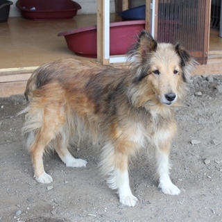 7歳くらい？シェルティー　亜矢ちゃん