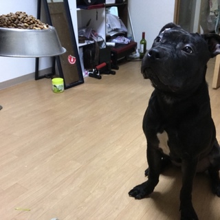 アメリカンピットブル♂