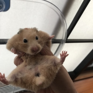 ベタ慣れゴールデンハムスター里親募集中