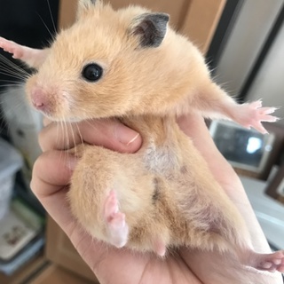 にぎにぎゴールデンハムスター里親募集中！