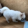 真っ白なポメラニアンの男の子 サムネイル3