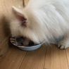 真っ白なポメラニアンの男の子 サムネイル4