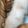 真っ白なポメラニアンの男の子 サムネイル5