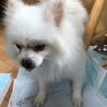 真っ白なポメラニアンの男の子 サムネイル6