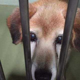 穏やかなサム君の家族になって頂けませんか？