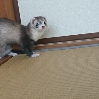 カナディアンの女の子