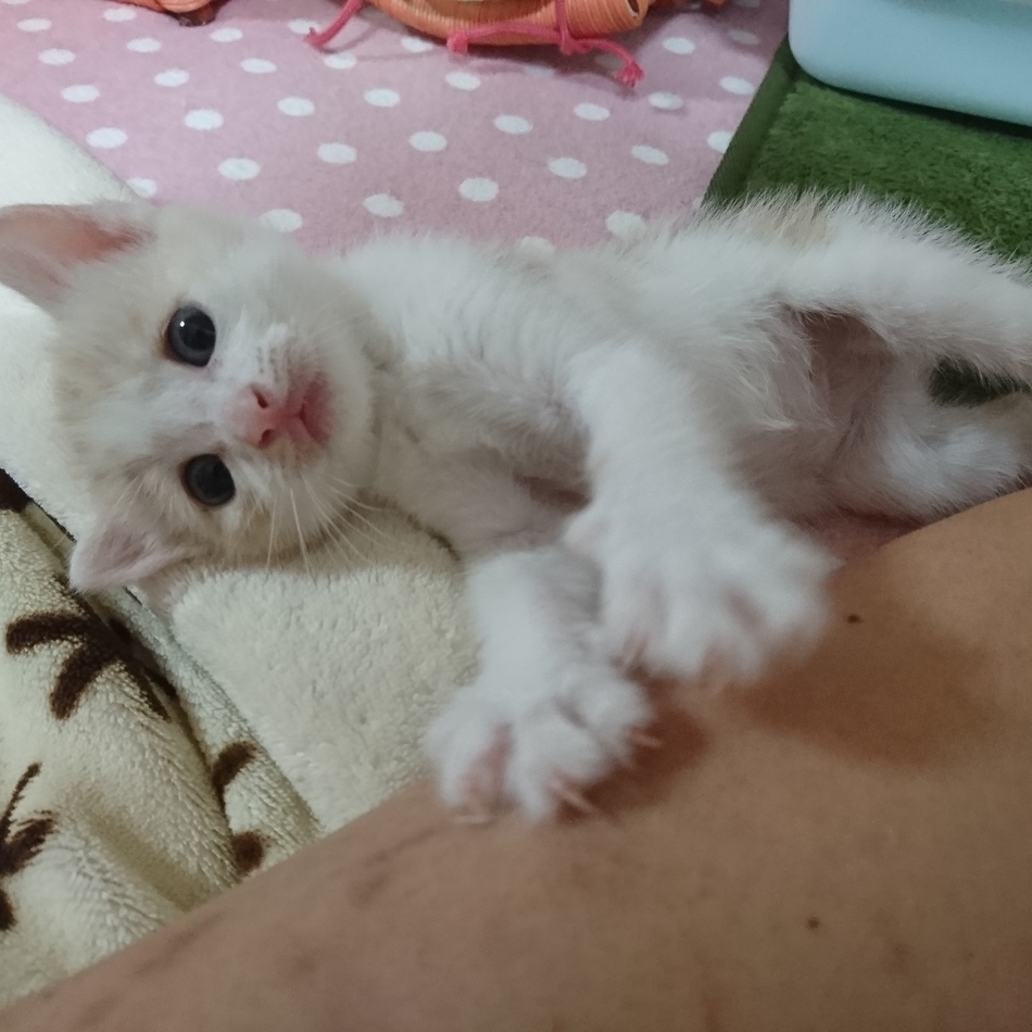 ウニコのカバー写真