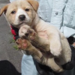 決定！・おとなしい白茶MIX雄☆