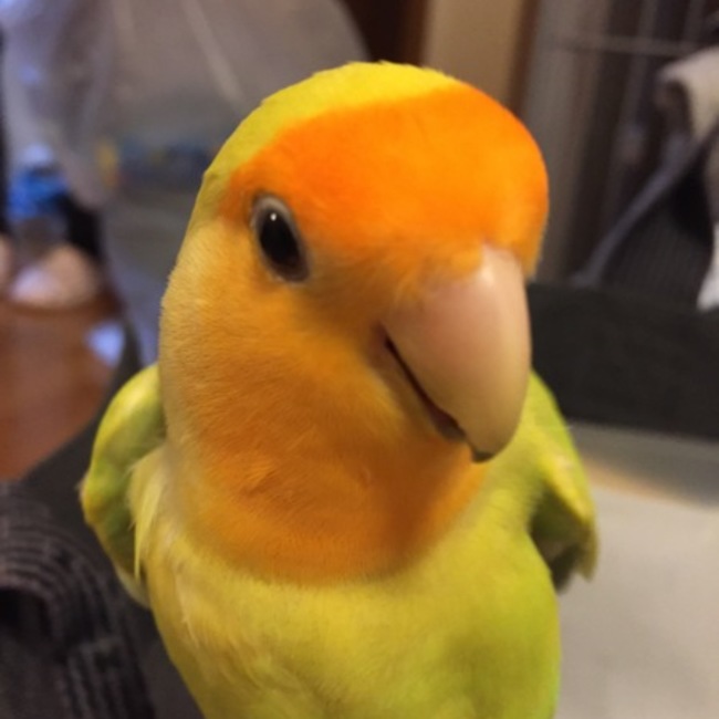 アイルちゃんのカバー写真