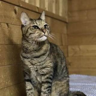 人懐こい女の子