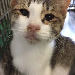 里親決定！有り難うございました。