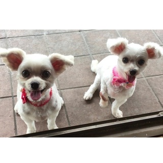 マルチーズミックス　姉妹　２匹　里親募集中