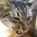 おとなしくて甘えん坊なキジトラの仔猫さん