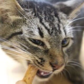 おとなしくて甘えん坊なキジトラの仔猫さん