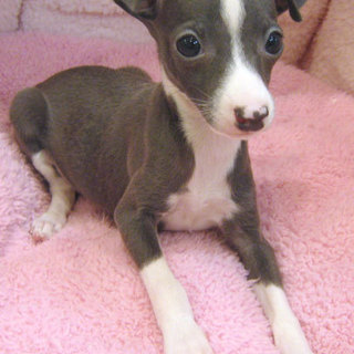 イタリアン・グレイハウンド３ヶ月子犬　オス