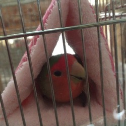 食いしん坊 (*^^*)