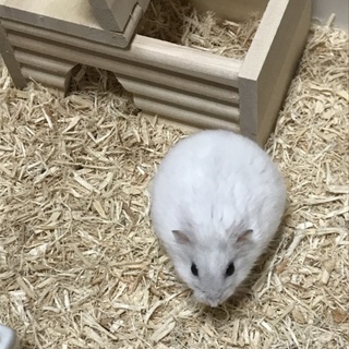 急募！パールホワイト♂3ヵ月