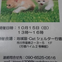 千葉 市川市 Catシェルター行徳  猫の里親会