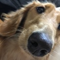 ミニチュアダックスフンド1歳
