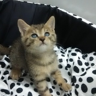 天使！キジトラちゃん！