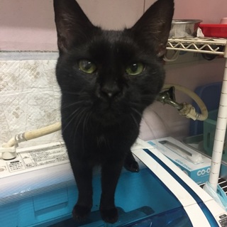 人大好きな黒猫女の子