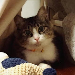 ふわふわ猫の里親さま募集