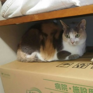 15才です。新しい家族になってください！