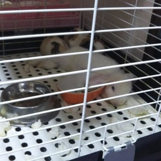 モルモットペア２匹