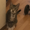 ごめんにゃさい、もう壁では研ぎません。