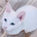 生後4ケ月♡ブルーアイの白猫すず