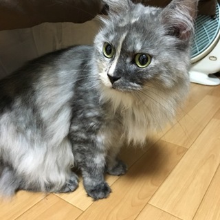 メインクーンの女の子