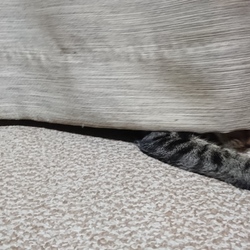 「雅(みやび)さん、アナグラの住民と化す」サムネイル2