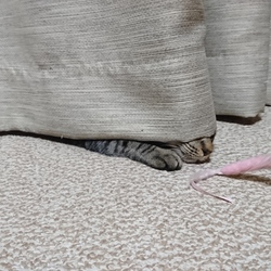 「雅(みやび)さん、アナグラの住民と化す」サムネイル3