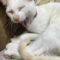 しろ