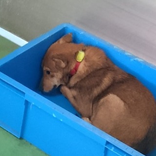 【感謝】保護主様へ繋がりました！野犬つぶら目茶色♀