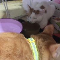 田中