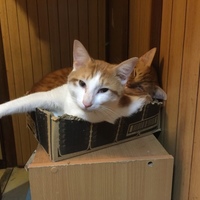 だい
