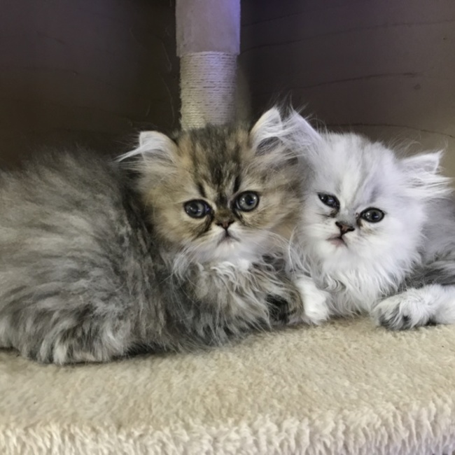 chat_rumのカバー写真