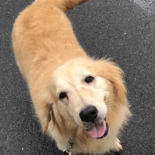 ゴールデンの女の子里親募集中です！