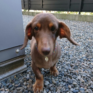 アイルの家族になっていただけませんか？