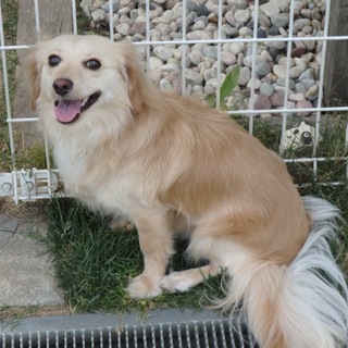 チワックス♂ 里親募集